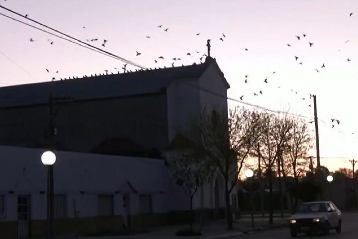 Com poucos predadores naturais e clima favorável, os bandos continuavam crescendo e mantendo o problema ativo na região.

