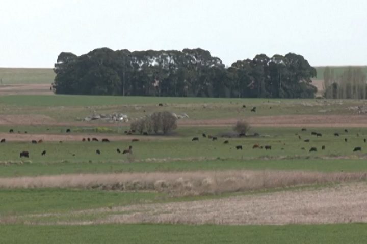 Segundo especialistas, o desaparecimento das encostas faz com que os animais busquem comida, abrigo e água em cidades mais próximas.