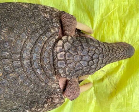 Pesquisadores encontram maior tatu-canastra da história do Pantanal