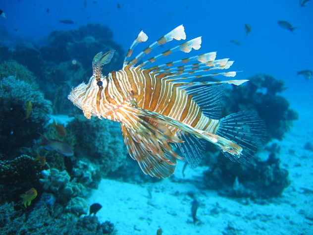 Peixe-leão