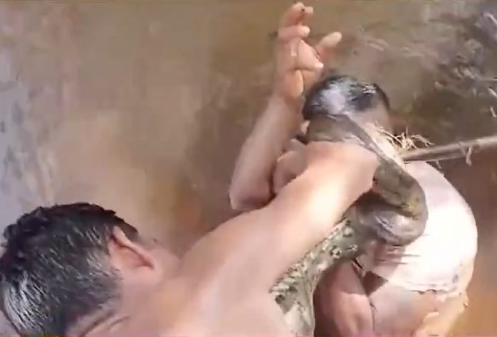Homem morde sucuri para se livrar de ataque no Pará