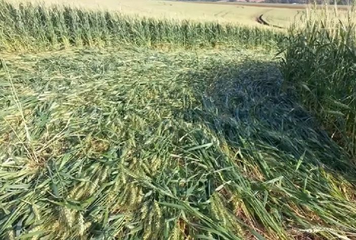 Agroglifo misterioso surge em plantação em SC