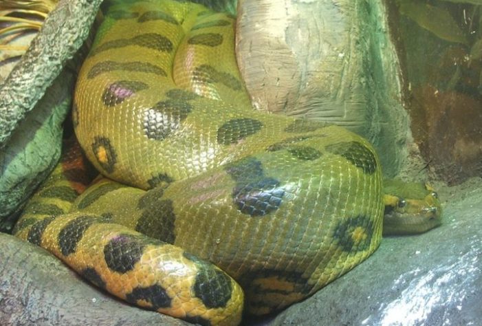sucuri-verde (Eunectes murinus)