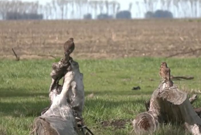 Invasão de papagaios causa transtorno em cidade da Argentina