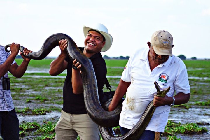 Na cultura popular, as sucuris têm sido retratadas em filmes e lendas como criaturas gigantescas e perigosas. Na realidade, elas são animais fundamentais para o equilíbrio ecológico dos ambientes em que vivem.