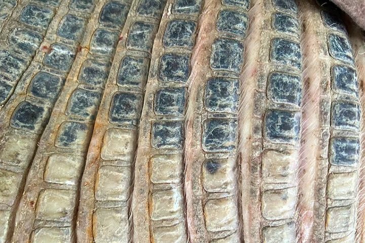 <p>A característica mais marcante dos tatus é a sua carapaça, composta por placas ósseas unidas por faixas flexíveis de pele. </p>
