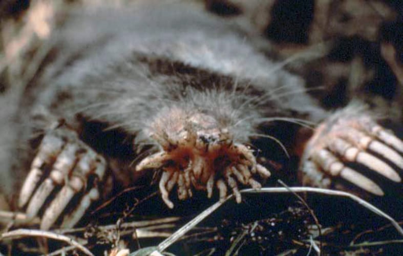 Toupeira-nariz-de-estrela é uma pequena toupeira que habita áreas baixas e úmidas nas partes do norte da América.