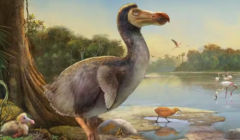 Dodô - empresa pretende trazer de volta à vida animais já extintos