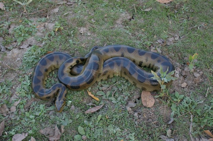 sucuri-verde (Eunectes murinus)