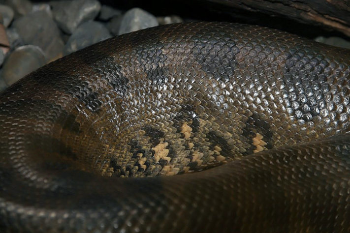 sucuri-verde (Eunectes murinus)