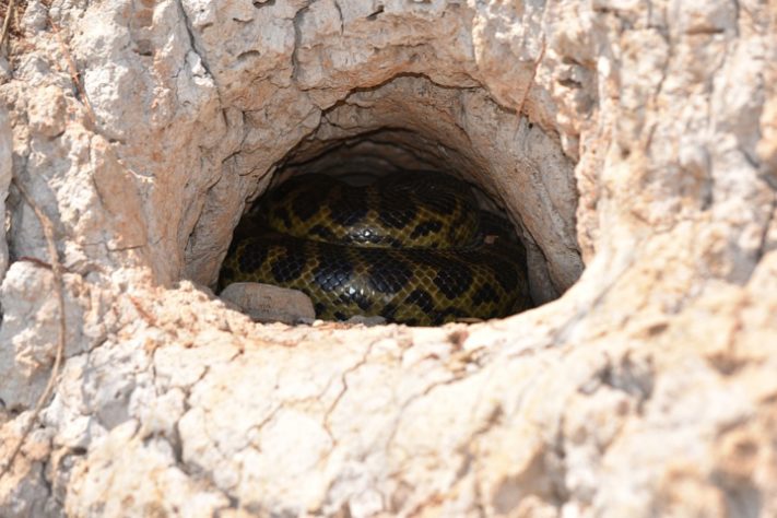 sucuri-verde (Eunectes murinus)