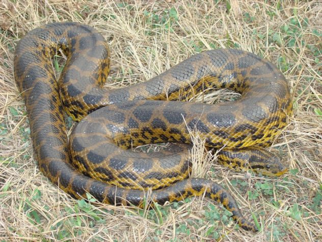 sucuri-amarela (Eunectes notaeus)