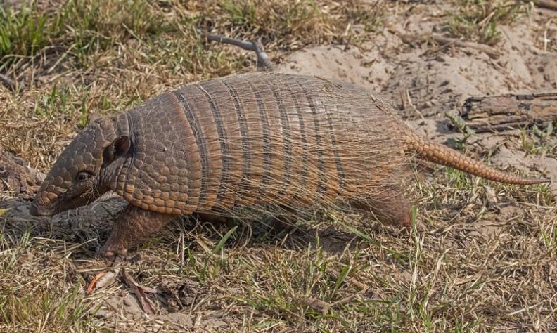 Tatu-peba (Euphractus sexcinctus)