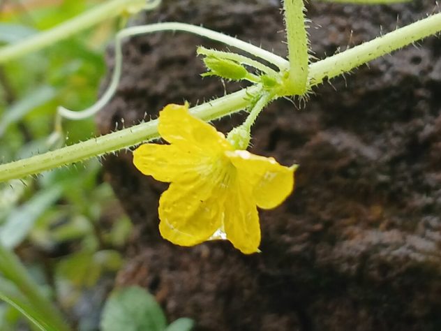 Flor de abobrinha - Culinária/gastronomia - flores comestíveis