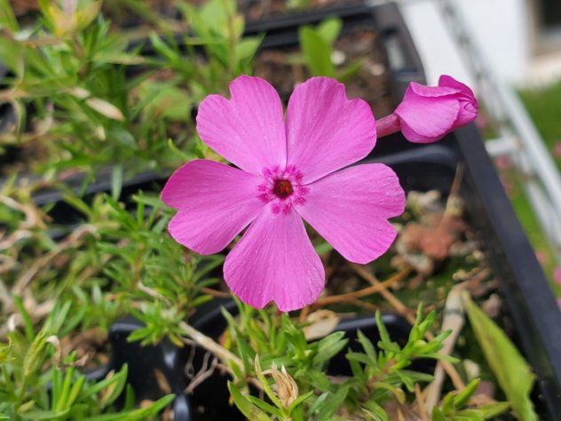 Flor phlox - Culinária/gastronomia - flores comestíveis