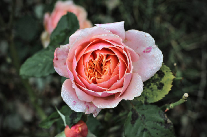 Flor rosa - Culinária/gastronomia - flores comestíveis