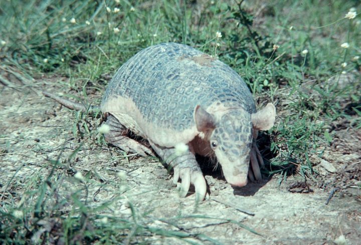 <p>Uma vez considerado vulnerável pela União Internacional para a Conservação da Natureza (IUCN), a espécie apresenta um desafio para os cientistas dada a escassez de dados sobre sua reprodução.</p>
