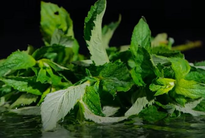 Qual a diferença entre a hortelã e a menta?