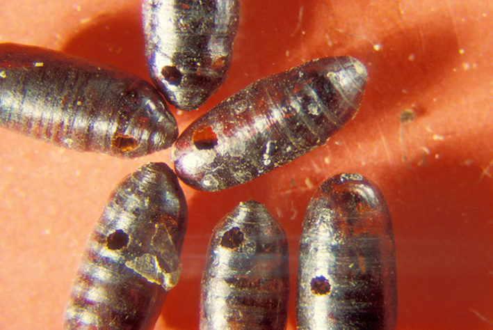 Larvas de mosca