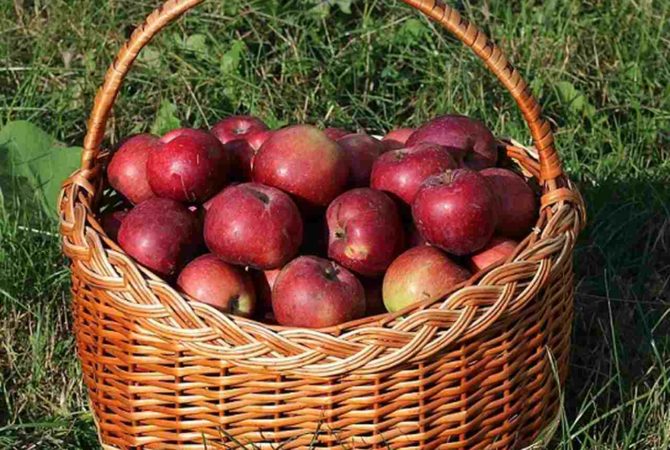 Gala, Fuji e Red: diferentes tipos de maçã e com que elas combinam