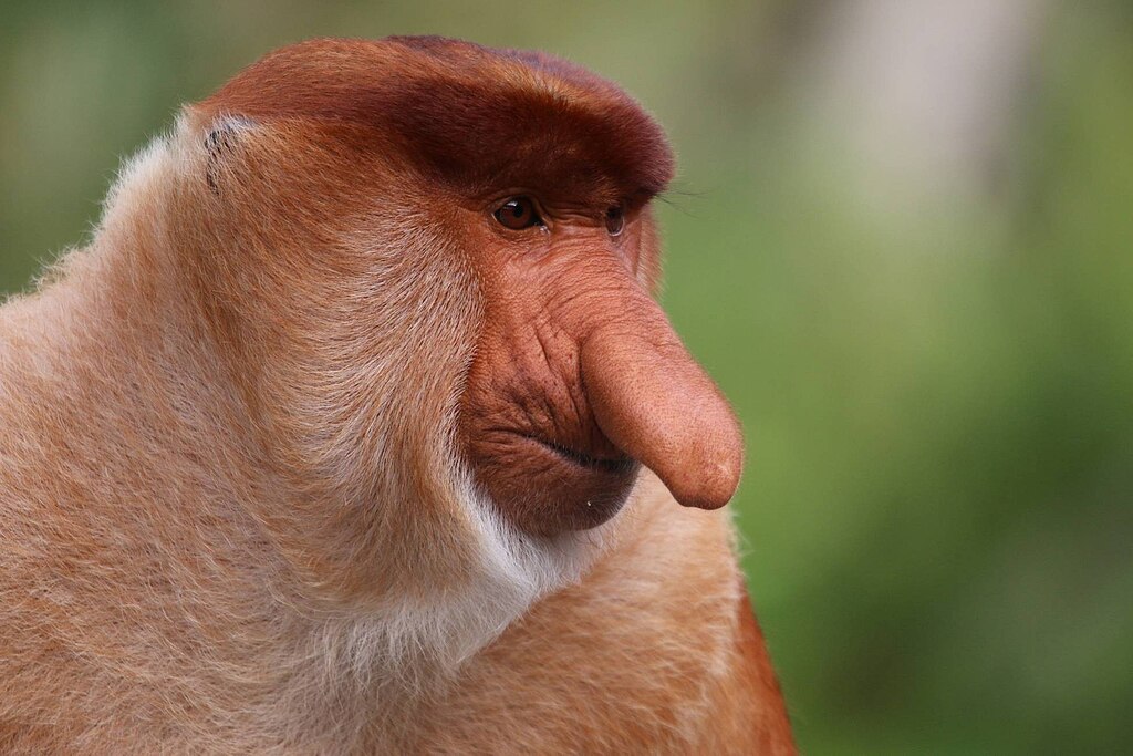 Os animais mais feiosos do mundo