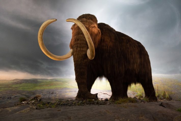 mamute-lanoso (Mammuthus primigenius)