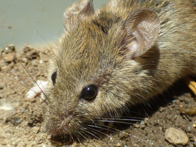 Camundongo (Mus musculus)