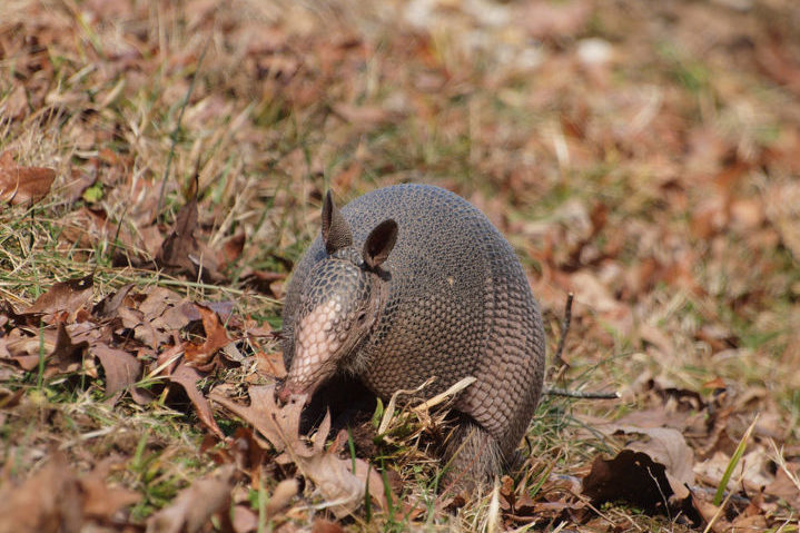 <p>Além de algumas culturas consumirem a carne de tatu, o avanço das fronteiras agrícolas tem reduzido seu território.</p>
