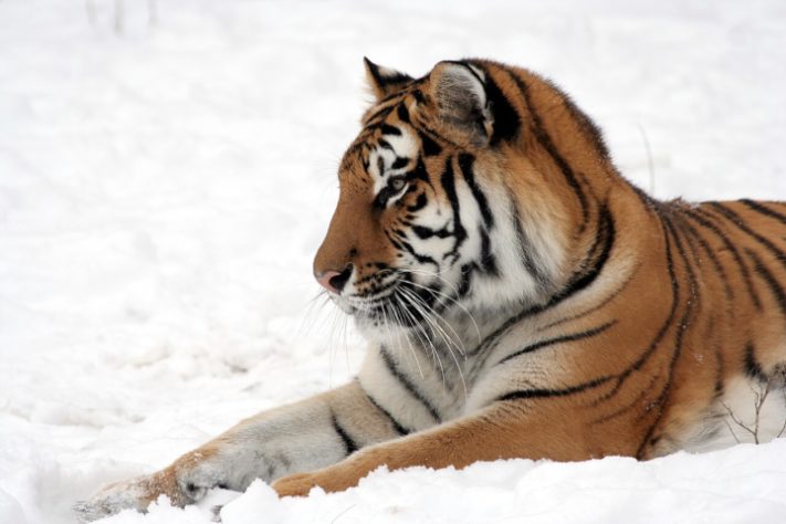 Tigre-siberiano