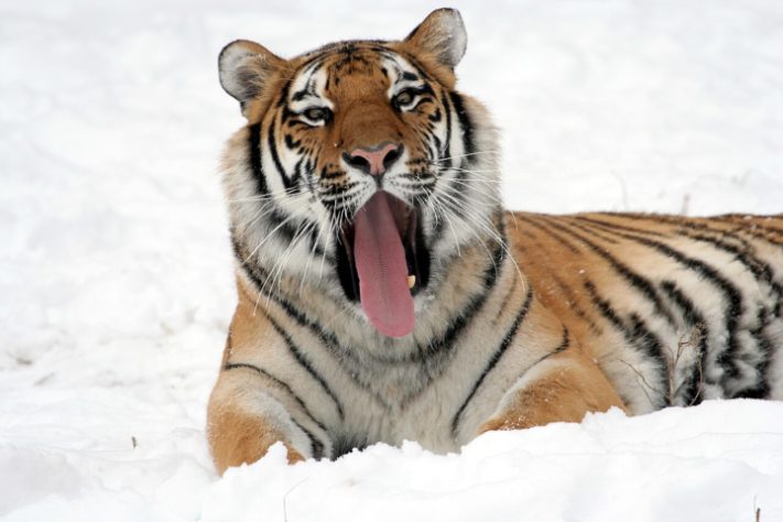 Tigre-siberiano