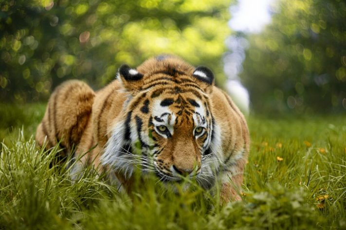 Tigre-siberiano