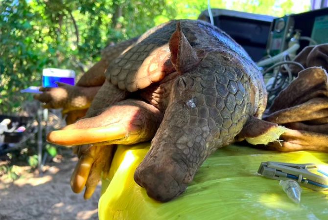 Tatu-canastra ‘gigante’ é encontrado por pesquisadores no pantanal