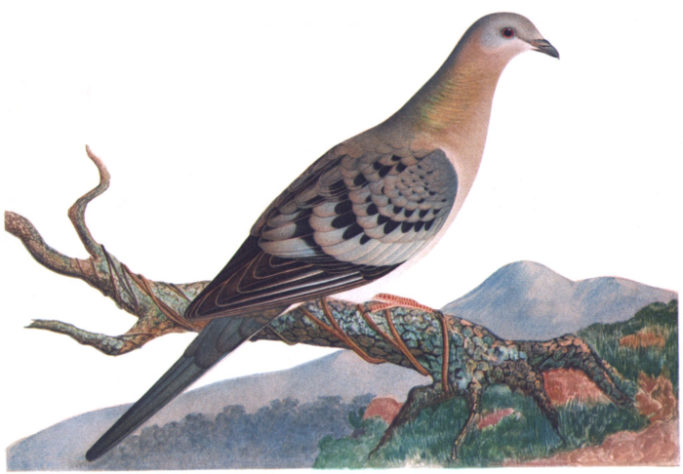 Pombo-passageiro - empresa pretende trazer de volta à vida animais já extintos