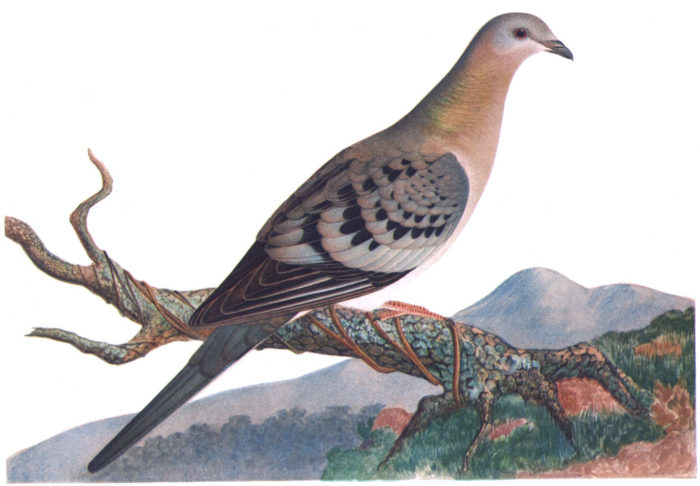 A Revive and Restore tem como objeto de pesquisa o pombo-passageiro (foto), este ameaçado de extinção, e a doninha-de-patas-pretas.