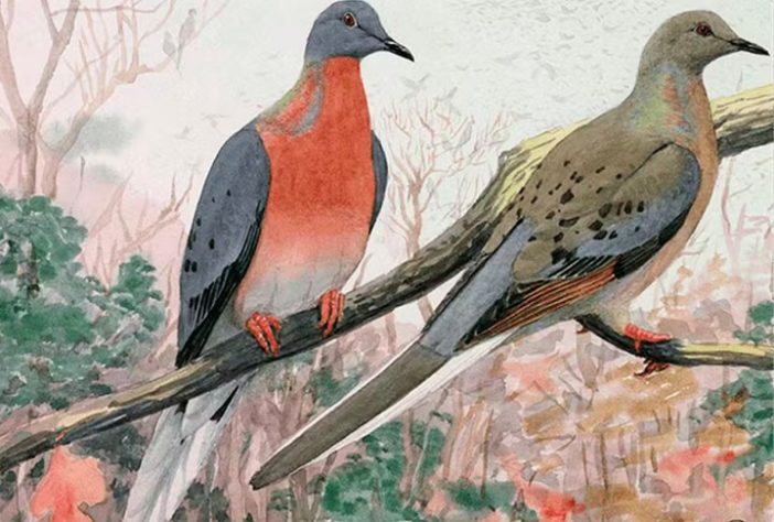 Pombo-passageiro - empresa pretende trazer de volta à vida animais já extintos