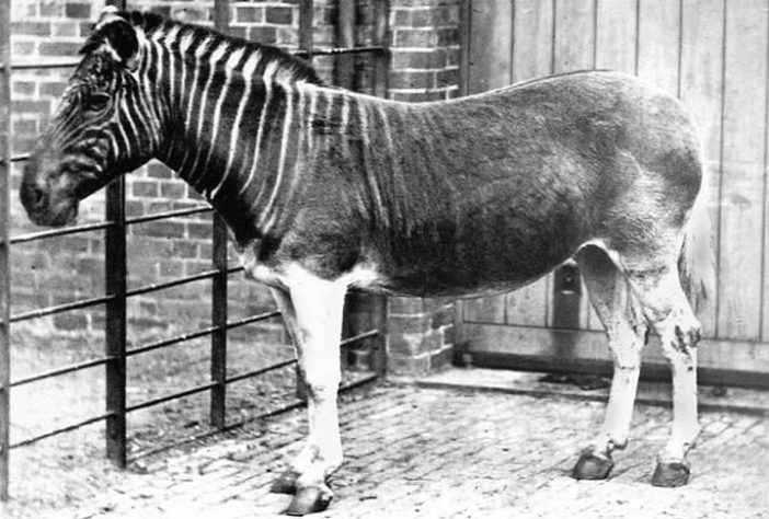 Quagga - empresa pretende trazer de volta à vida animais já extintos