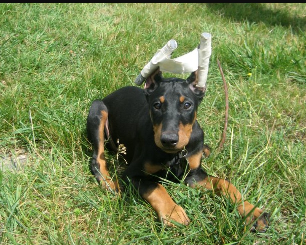 Homem é preso por cortar orelhas de cachorros: Conchectomia é proibida no Brasil