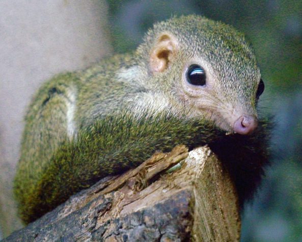 animais bêbados