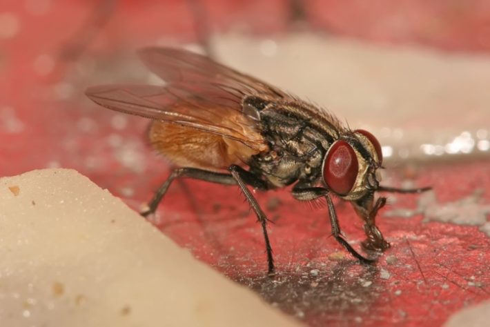 Mosca na comida