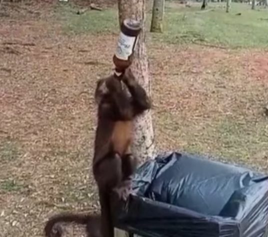 animais bêbados