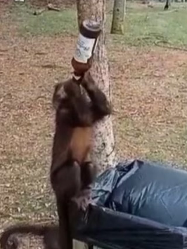 Animais ‘bêbados’: Macaco é flagrado tomando cerveja no gargalo