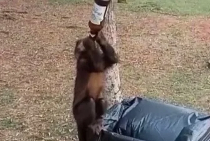 Animais ‘bêbados’: Macaco é flagrado tomando cerveja no gargalo