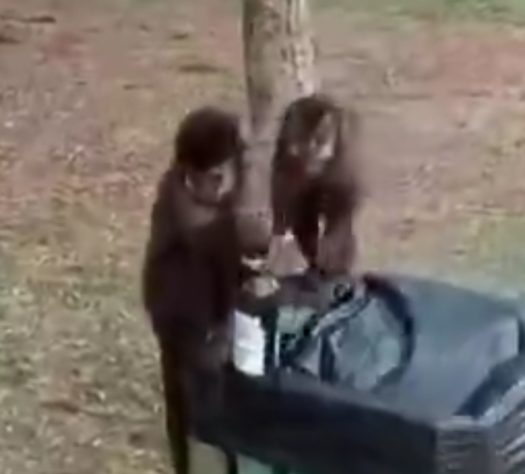 animais bêbados