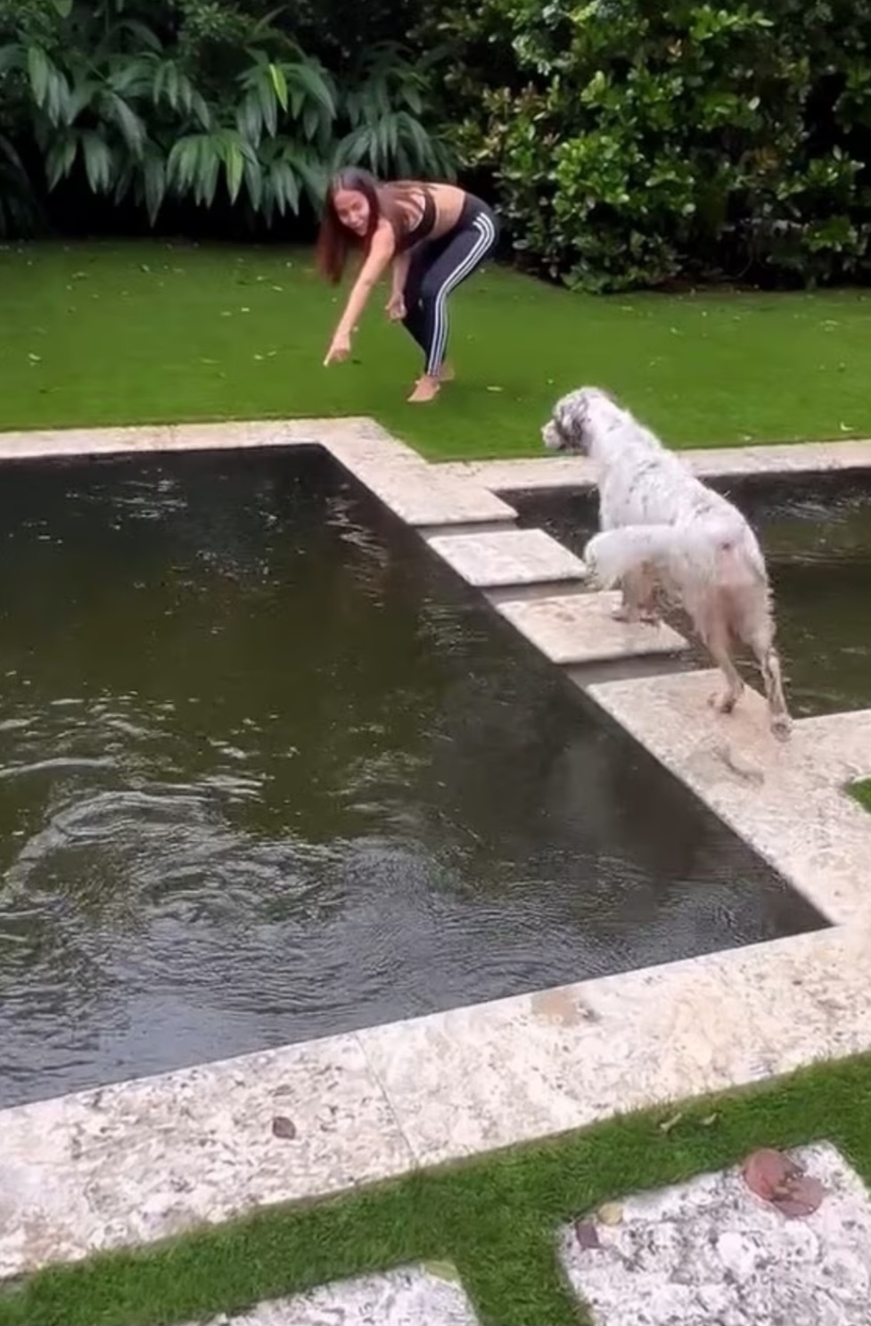 Primeiro, ela achou que era um jacaré  mas depois viu que era uma iguana. Na região é comum que animais silvestres entrem em residências próximas de áreas verdes. 