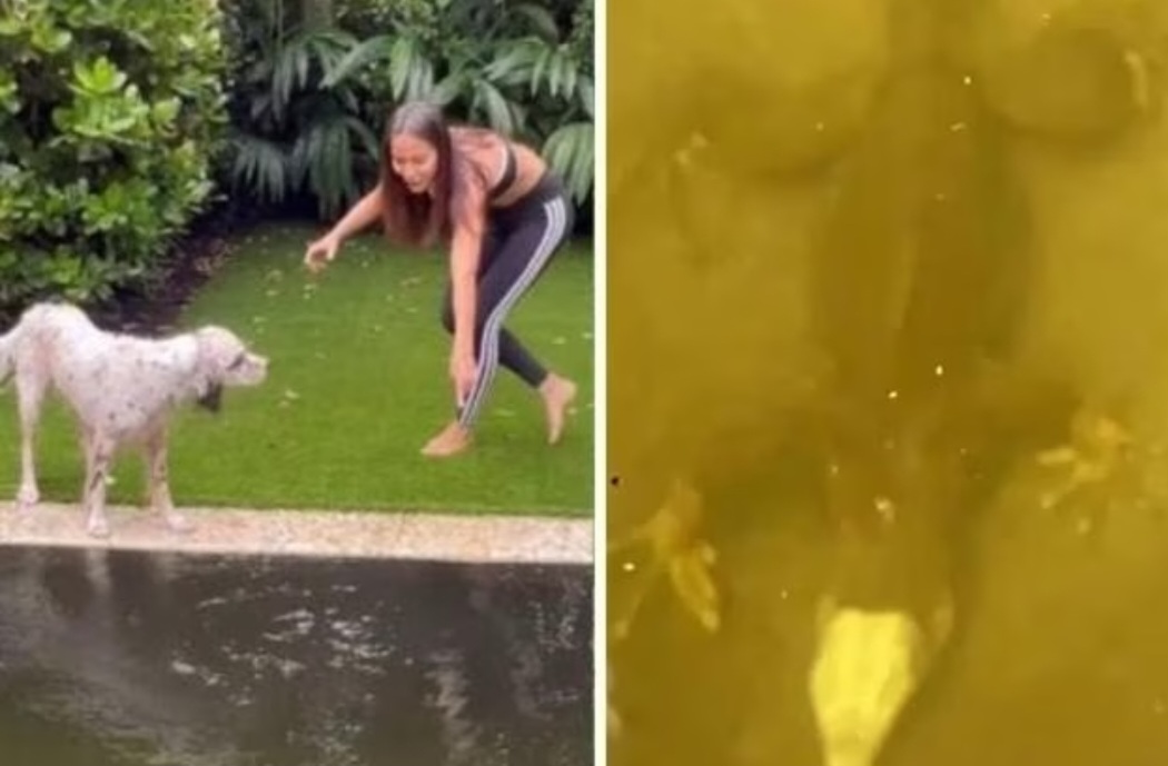 Em outubro de 2024, quando o furacão Milton atingiu a Flórida, nos Estados Unidos, a cantora Anitta postou nas redes sociais a surpresa que ela teve ao encontrar uma iguana na piscina de sua mansão em Miami. 