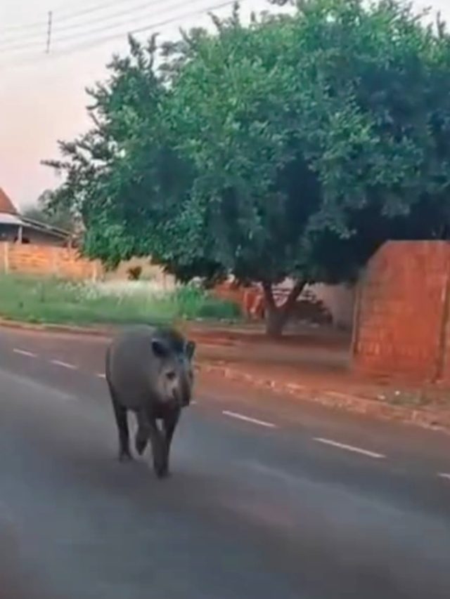 Anta é mascote de cidade brasileira e entra nas casas para fazer boquinha