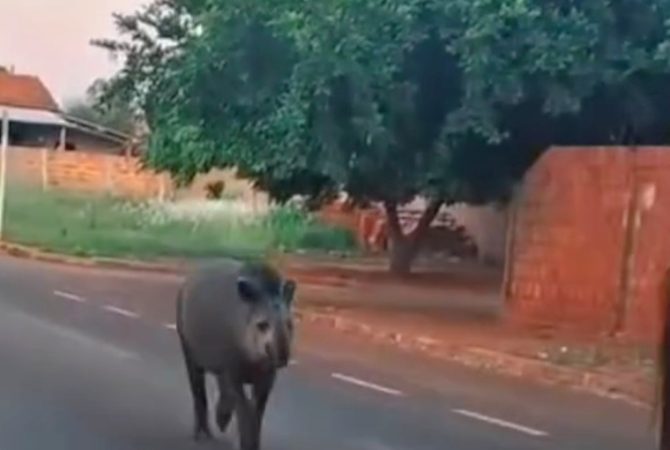 Anta é mascote de cidade brasileira e entra nas casas para fazer boquinha
