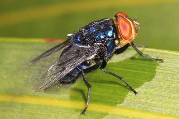 Mosca (Cochliomyia hominivorax)