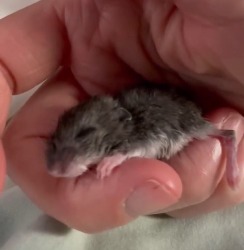 Contudo, a cuidadora viu sua vida passar por uma grande transformação ao decidir resgatar o camundongo.