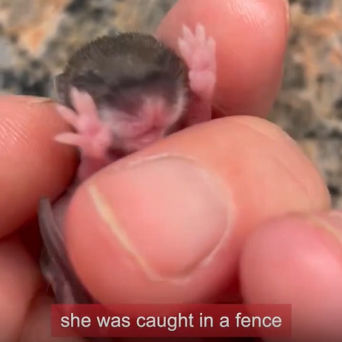 Em uma postagem no Instagram do GeoBeats, a mulher relatou que uma pessoa encontrou o pequeno animal preso a uma cerca, enquanto uma cobra se aproximava da área. 